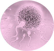 best hospital for IVF treatment in Nagpur